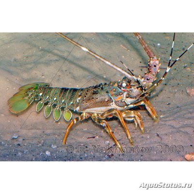 Лангуст украшенный (Panulirus ornatus)