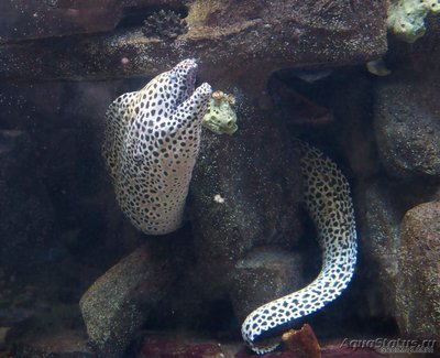 Мурена ячеистая (Gymnothorax favagineus)