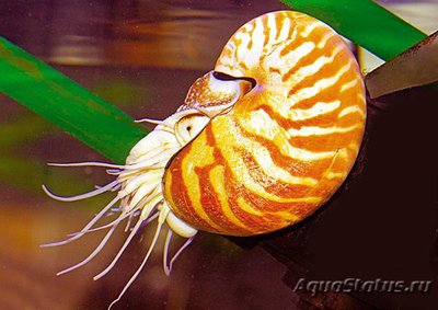 Наутилус обыкновенный (Nautilus pompilius)