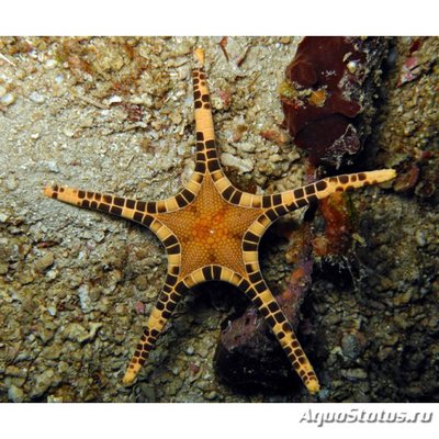 Звезда сдвоенная (Iconaster longimanus)