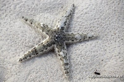 Звезда песчаная (Astropecten polycanthus)