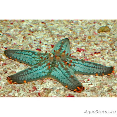 Звезда пентацерастер (Pentaceraster sp.)