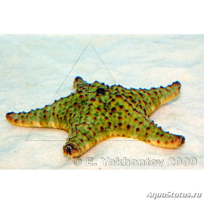 Звезда ореастер сетчатый (Oreaster reticulatus)