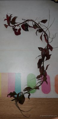 Опознание аквариумных растений