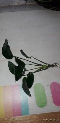 Опознание аквариумных растений