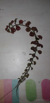 Опознание аквариумных растений