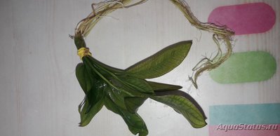 Опознание аквариумных растений