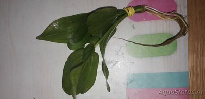 Опознание аквариумных растений