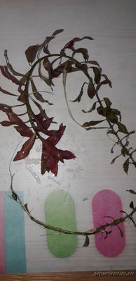 Опознание аквариумных растений