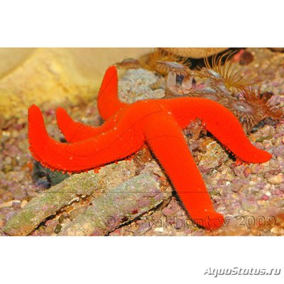 Звезда астеродискус (Asterodiscus truncatus)