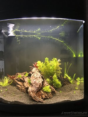 Фото Аквариум Sera Biotop Nano Cube LED креветочник 60 литров ALexYF  (photo#115568)