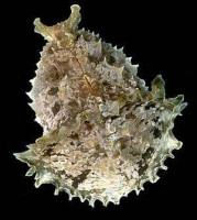 Заяц морской Долабелла (Dolabella auricularia)