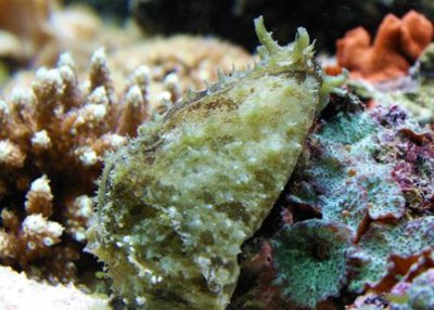 Заяц морской Долабелла (Dolabella auricularia)