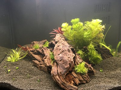 Фото Аквариум Sera Biotop Nano Cube LED креветочник 60 литров ALexYF  (photo#115574)