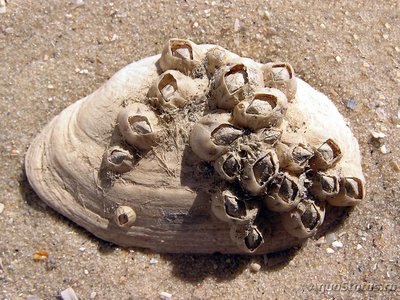 Балянус ( Balanus amphitrite )
