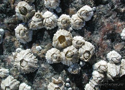 Балянус ( Balanus amphitrite )