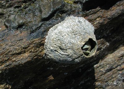 Балянус ( Balanus amphitrite )