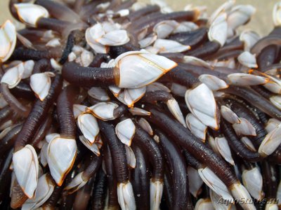 Уточка морская ( Lepas anatifera )