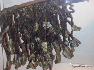 Уточка морская ( Lepas anatifera )