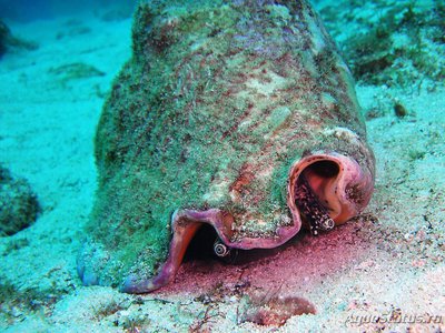 Стромбус гигантский , или Королевский ( Lobatus gigas )