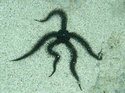 Офиура черная (Ophiocoma echinata)