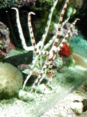 Офиура офиолепис полосатая (Ophiolepis superba)