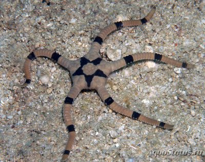 Офиура офиолепис полосатая (Ophiolepis superba)