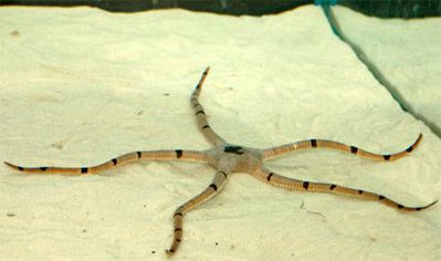 Офиура офиолепис полосатая (Ophiolepis superba)