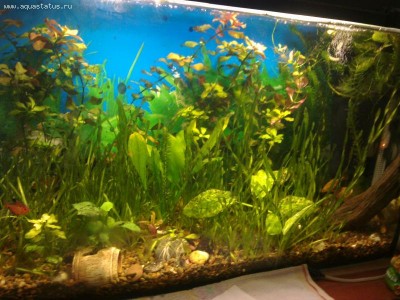 Не могу избавится от водорослей