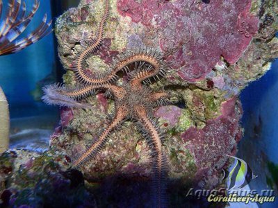 Офиура офиомастикс аннулоза (Ophiomastix annulosa)