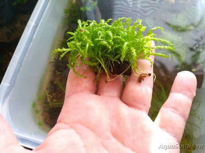 Погостемон хелфери (Pogostemon helferi)