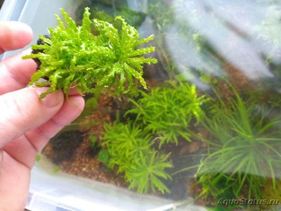 Погостемон хелфери (Pogostemon helferi)