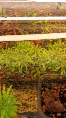 Погостемон хелфери (Pogostemon helferi)