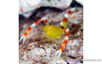 Креветка-боксер зан­з­ибарская (Stenopus zanzibaricus)
