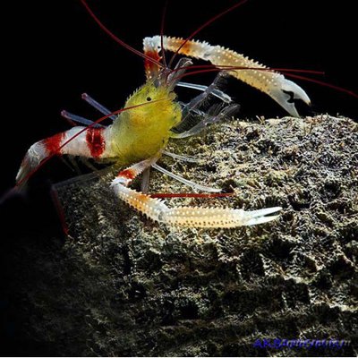 Креветка-боксер зан­з­ибарская (Stenopus zanzibaricus)