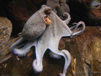 Осьминог обыкновенный (  Octopus vulgaris )