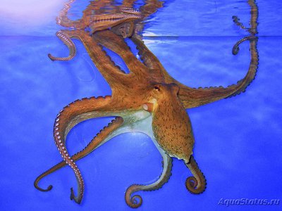 Осьминог обыкновенный (  Octopus vulgaris )