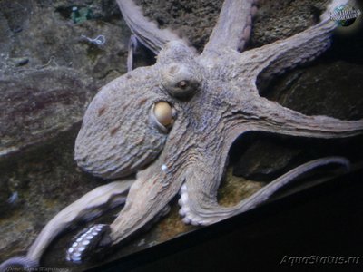 Осьминог обыкновенный (  Octopus vulgaris )