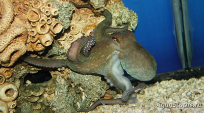 Осьминог обыкновенный (  Octopus vulgaris )