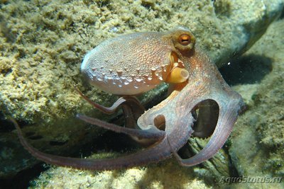 Осьминог обыкновенный (  Octopus vulgaris )