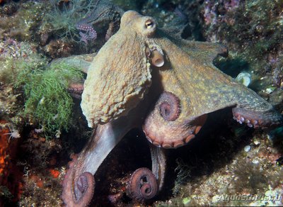 Осьминог обыкновенный (  Octopus vulgaris )