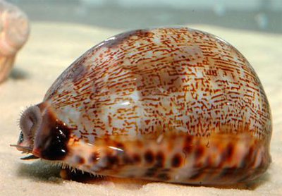Улитка ципрея (Cypraea sp.)