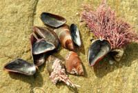 Митилястер полосатый ( Mytilaster  lineatus )