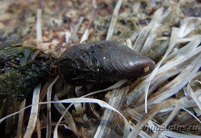 Митилястер полосатый ( Mytilaster  lineatus )