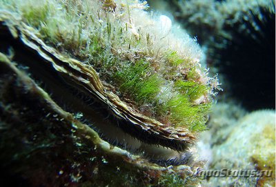 Устрица европейская ( Ostrea edulis )