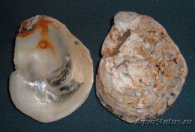 Устрица европейская ( Ostrea edulis )