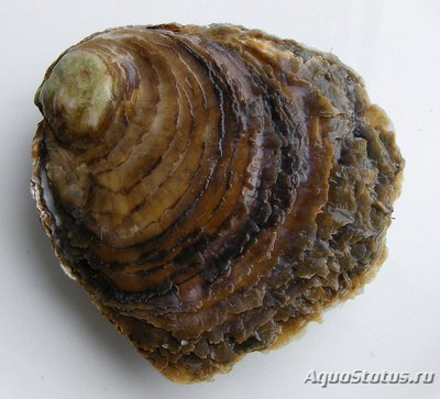 Устрица европейская ( Ostrea edulis )