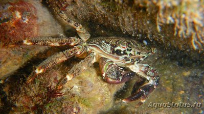 Краб "Мраморный" ( Pachygrapsus marmoratus )