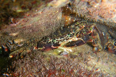 Краб "Мраморный" ( Pachygrapsus marmoratus )