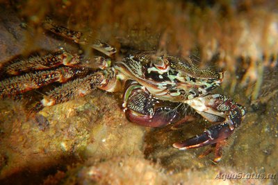 Краб "Мраморный" ( Pachygrapsus marmoratus )